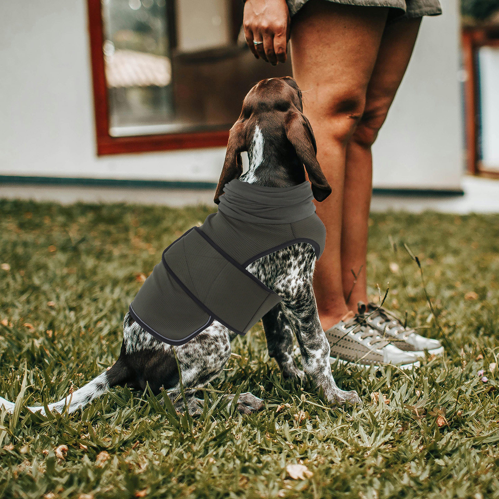 Hoodie Vest Size M Anti Anxiet – обзор и цена Dog Anxiety Vest