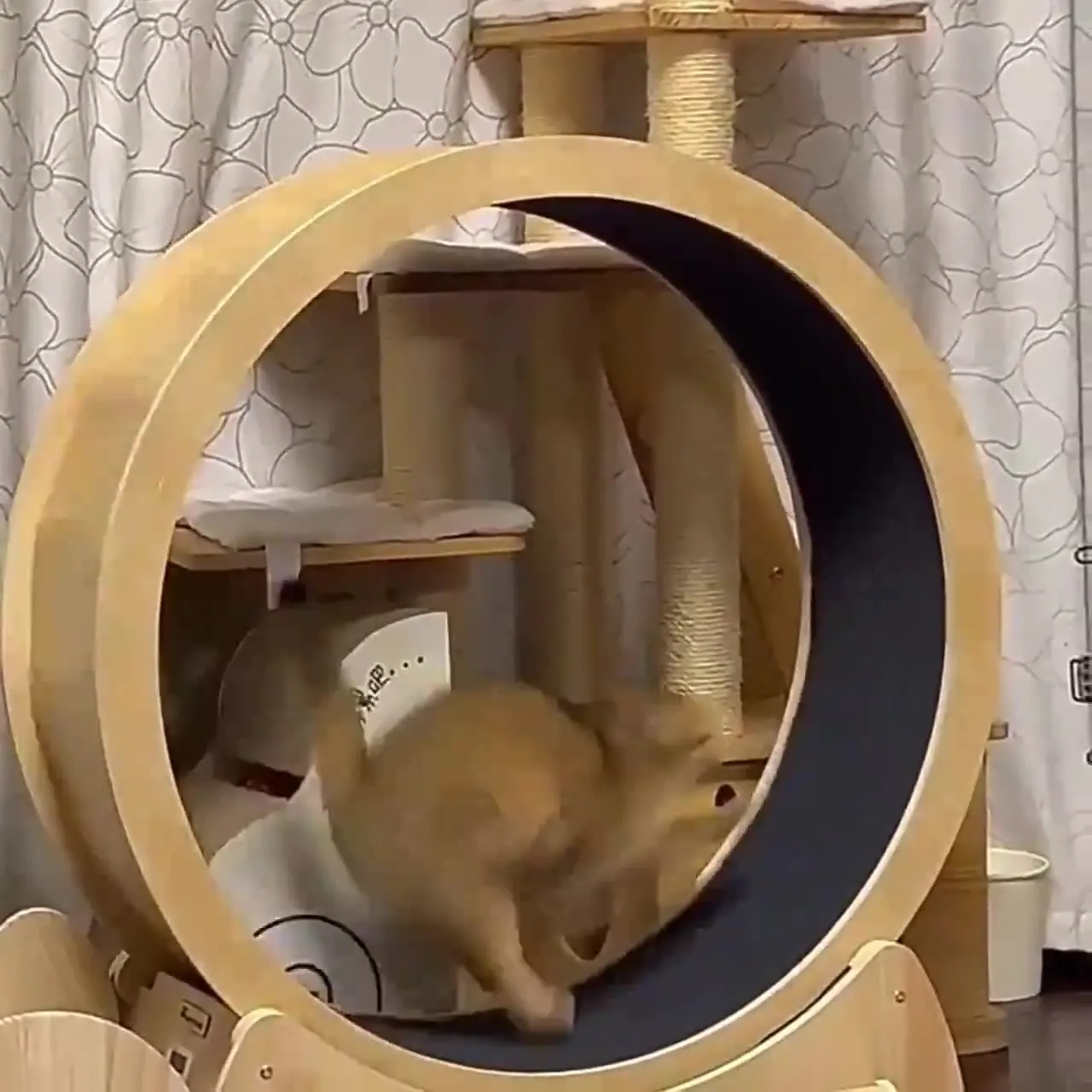 Cat fitness wheel indoor toy c – обзор и цена Interactive Cat Toy