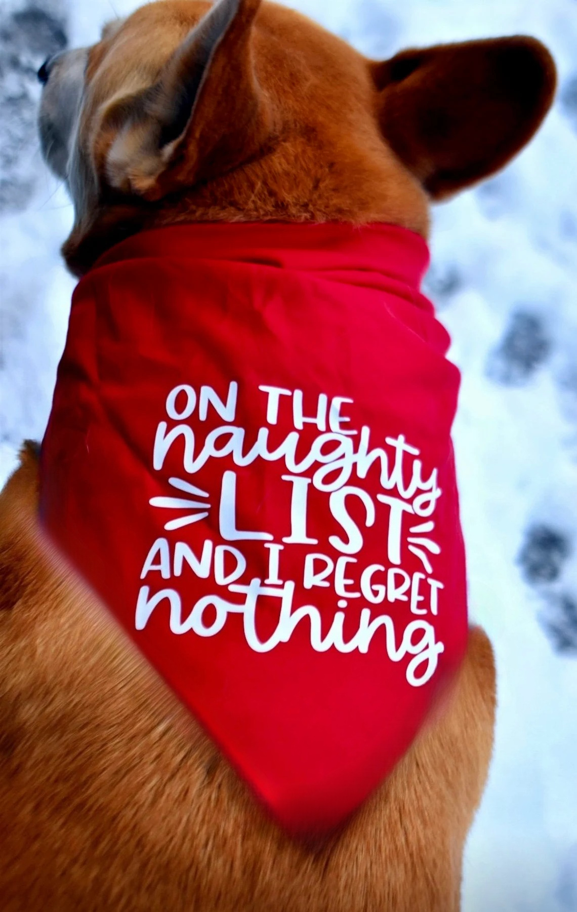 On The Naughty List Funny Band – обзор и цена Pet Supplies List